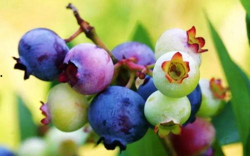 蓝莓被爆料视频大全,揭秘神秘事件背后的真相  第1张